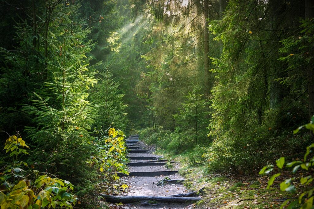 forest, trail, sunbeams, nature, forest path, path, trees, woods, morning